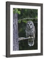 Barred Owl, Hunting at Dusk-Ken Archer-Framed Photographic Print