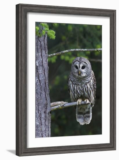 Barred Owl, Hunting at Dusk-Ken Archer-Framed Photographic Print