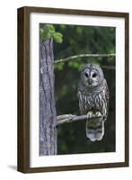 Barred Owl, Hunting at Dusk-Ken Archer-Framed Photographic Print