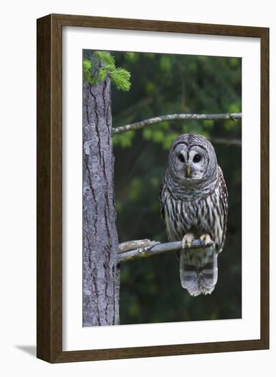 Barred Owl, Hunting at Dusk-Ken Archer-Framed Photographic Print