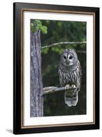 Barred Owl, Hunting at Dusk-Ken Archer-Framed Photographic Print