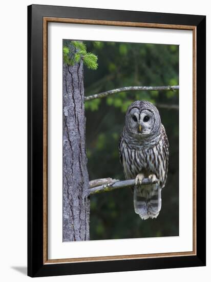 Barred Owl, Hunting at Dusk-Ken Archer-Framed Photographic Print