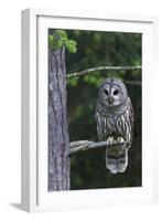 Barred Owl, Hunting at Dusk-Ken Archer-Framed Photographic Print