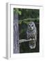 Barred Owl, Hunting at Dusk-Ken Archer-Framed Photographic Print