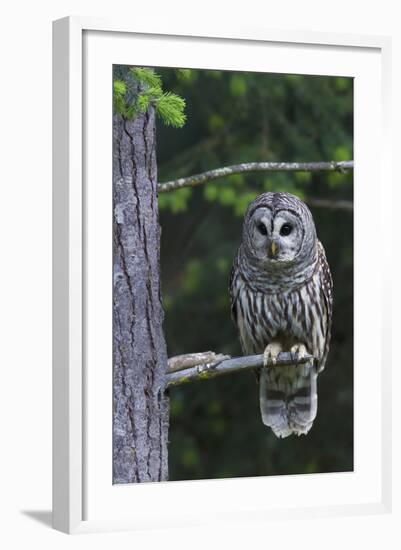 Barred Owl, Hunting at Dusk-Ken Archer-Framed Photographic Print