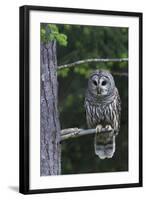 Barred Owl, Hunting at Dusk-Ken Archer-Framed Photographic Print