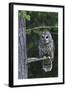 Barred Owl, Hunting at Dusk-Ken Archer-Framed Photographic Print