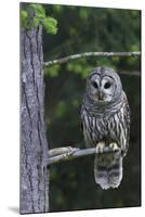 Barred Owl, Hunting at Dusk-Ken Archer-Mounted Photographic Print