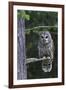 Barred Owl, Hunting at Dusk-Ken Archer-Framed Photographic Print