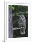 Barred Owl, Hunting at Dusk-Ken Archer-Framed Photographic Print