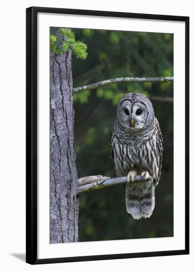 Barred Owl, Hunting at Dusk-Ken Archer-Framed Photographic Print