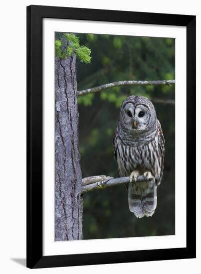 Barred Owl, Hunting at Dusk-Ken Archer-Framed Photographic Print