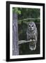 Barred Owl, Hunting at Dusk-Ken Archer-Framed Photographic Print