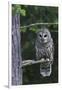 Barred Owl, Hunting at Dusk-Ken Archer-Framed Photographic Print