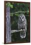 Barred Owl, Hunting at Dusk-Ken Archer-Framed Photographic Print