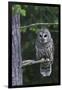 Barred Owl, Hunting at Dusk-Ken Archer-Framed Photographic Print