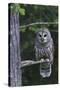 Barred Owl, Hunting at Dusk-Ken Archer-Stretched Canvas