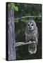 Barred Owl, Hunting at Dusk-Ken Archer-Framed Stretched Canvas