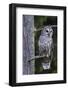 Barred Owl, Hunting at Dusk-Ken Archer-Framed Photographic Print