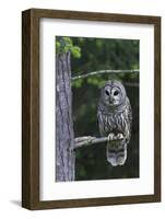 Barred Owl, Hunting at Dusk-Ken Archer-Framed Photographic Print