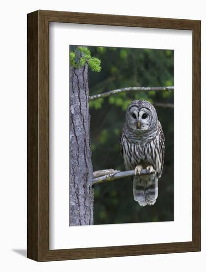 Barred Owl, Hunting at Dusk-Ken Archer-Framed Photographic Print