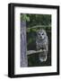 Barred Owl, Hunting at Dusk-Ken Archer-Framed Photographic Print