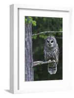 Barred Owl, Hunting at Dusk-Ken Archer-Framed Photographic Print