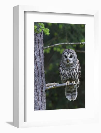 Barred Owl, Hunting at Dusk-Ken Archer-Framed Photographic Print