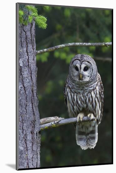 Barred Owl, Hunting at Dusk-Ken Archer-Mounted Photographic Print