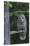 Barred Owl, Hunting at Dusk-Ken Archer-Stretched Canvas