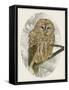 Barred Owl I-Melissa Wang-Framed Stretched Canvas