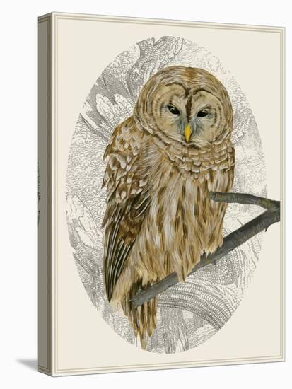 Barred Owl I-Melissa Wang-Stretched Canvas