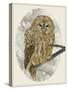 Barred Owl I-Melissa Wang-Stretched Canvas