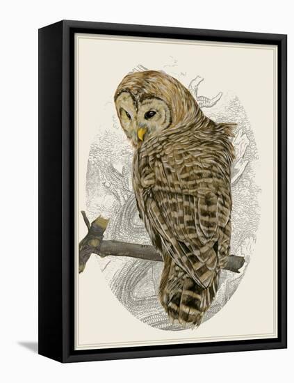 Barred Owl II-Melissa Wang-Framed Stretched Canvas