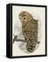 Barred Owl II-Melissa Wang-Framed Stretched Canvas