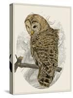 Barred Owl II-Melissa Wang-Stretched Canvas