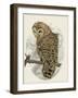 Barred Owl II-Melissa Wang-Framed Art Print