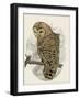 Barred Owl II-Melissa Wang-Framed Art Print