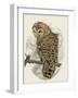 Barred Owl II-Melissa Wang-Framed Art Print