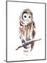 Barred Owl Impressions I-Annie Warren-Mounted Art Print
