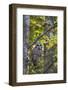 Barred Owl in Fall, Alger County, Mi-Richard and Susan Day-Framed Photographic Print