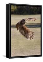 Barred Owl in Flight-Hal Beral-Framed Stretched Canvas
