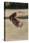 Barred Owl in Flight-Hal Beral-Stretched Canvas