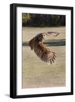 Barred Owl in Flight-Hal Beral-Framed Premium Photographic Print