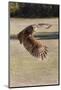 Barred Owl in Flight-Hal Beral-Mounted Photographic Print