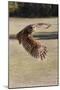 Barred Owl in Flight-Hal Beral-Mounted Photographic Print