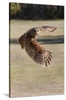 Barred Owl in Flight-Hal Beral-Stretched Canvas