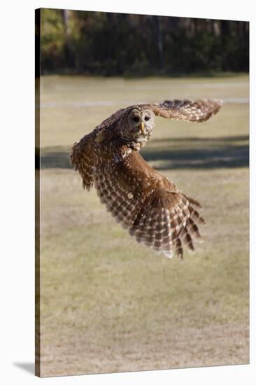 Barred Owl in Flight-Hal Beral-Stretched Canvas