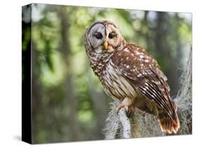 Barred Owl in Old Growth East Texas Forest With Spanish Moss, Caddo Lake, Texas, USA-Larry Ditto-Stretched Canvas