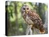 Barred Owl in Old Growth East Texas Forest With Spanish Moss, Caddo Lake, Texas, USA-Larry Ditto-Stretched Canvas